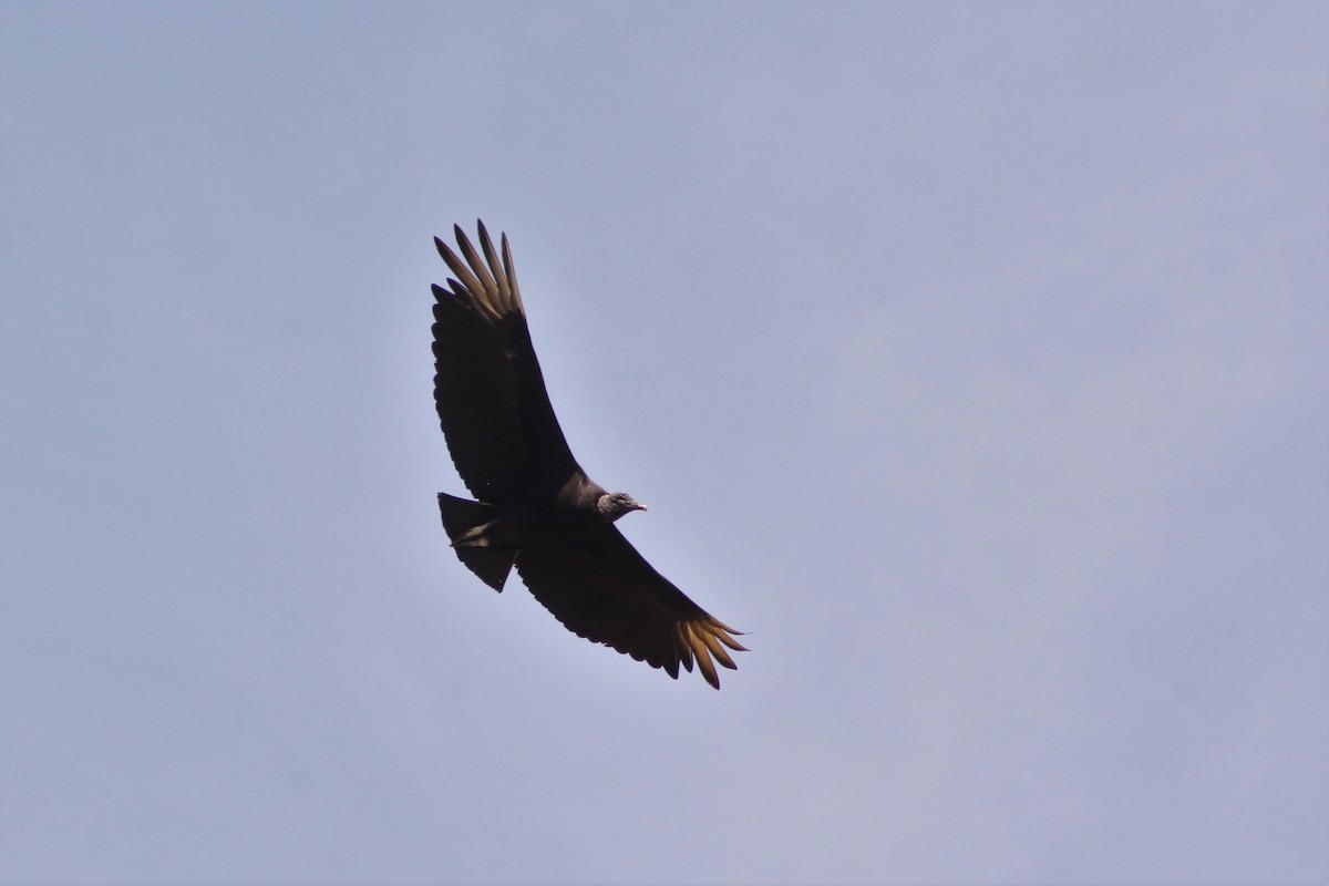 Black Vulture - ML117002121