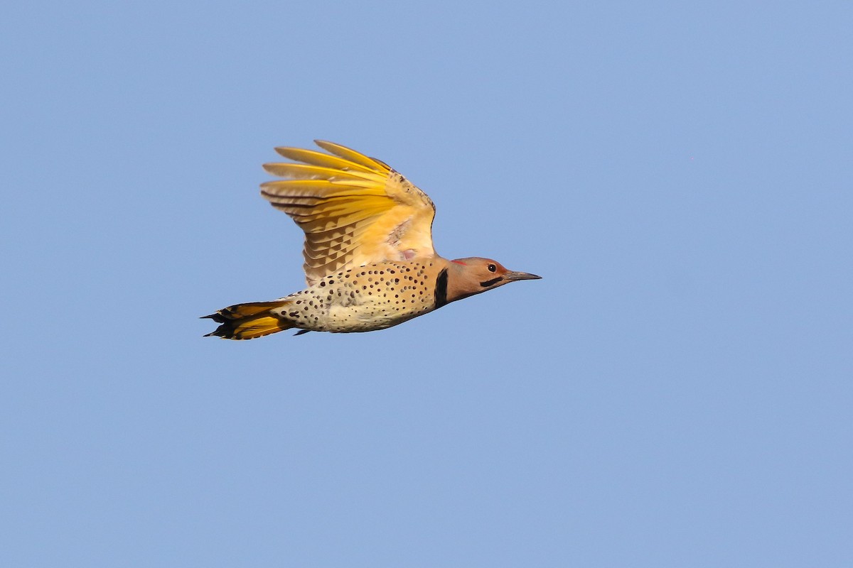 Northern Flicker (Yellow-shafted) - ML117002791