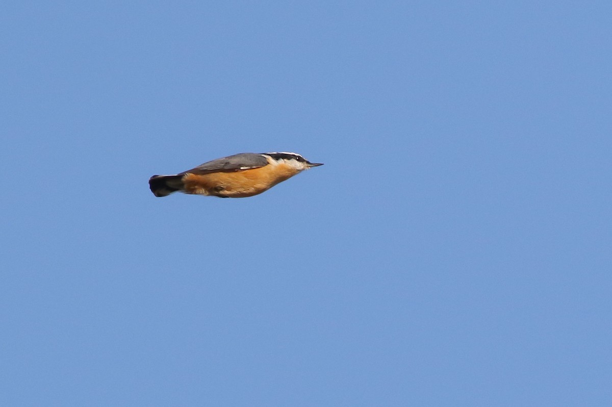 Red-breasted Nuthatch - Michael O'Brien