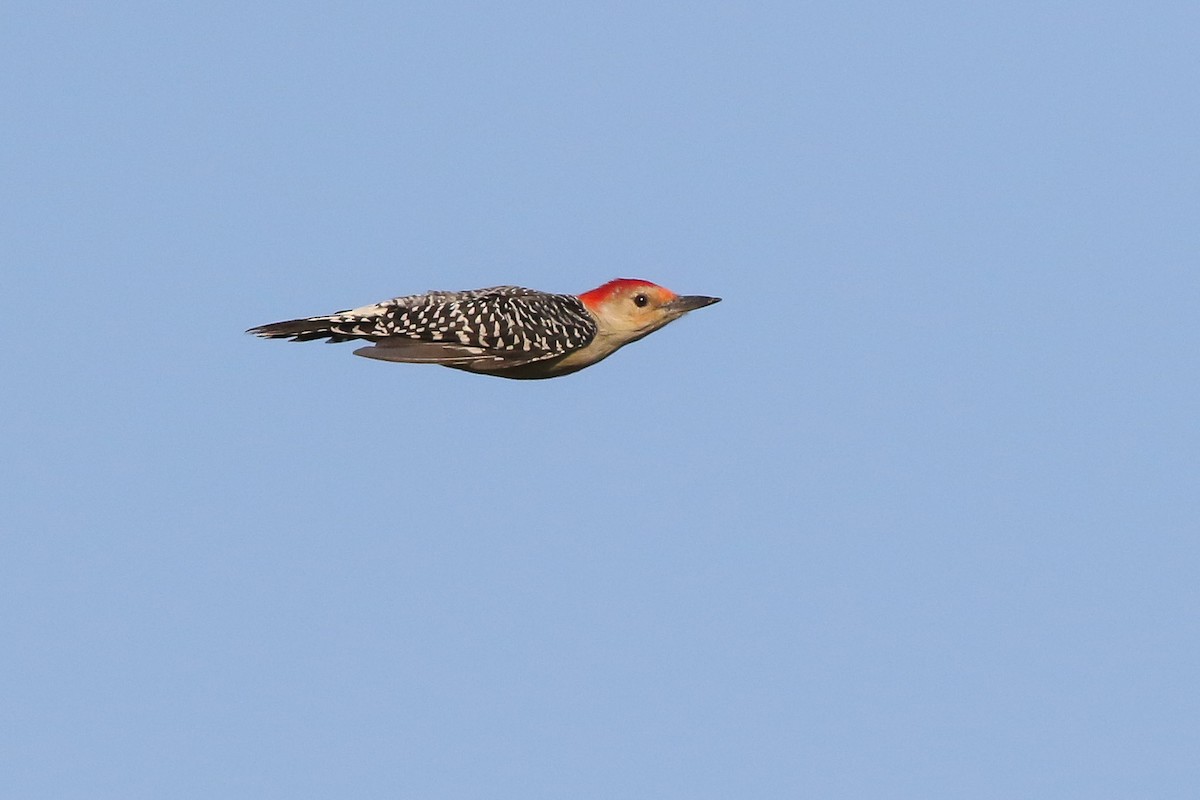 Red-bellied Woodpecker - ML117003291