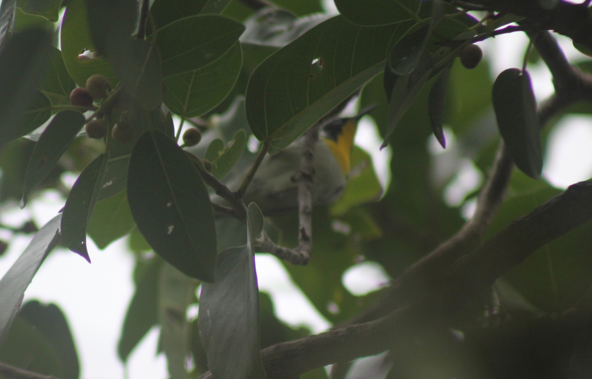 Yellow-throated Warbler - MA 2