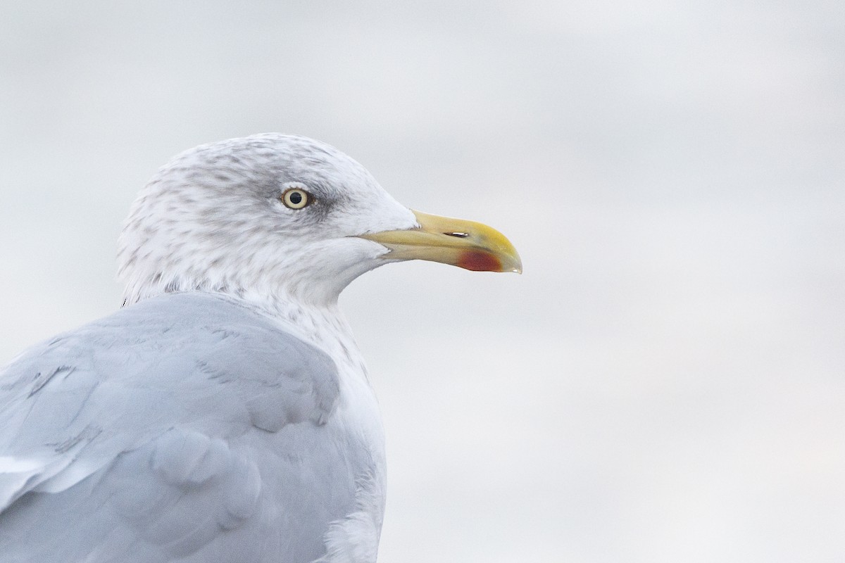 Herring Gull (European) - ML117011031