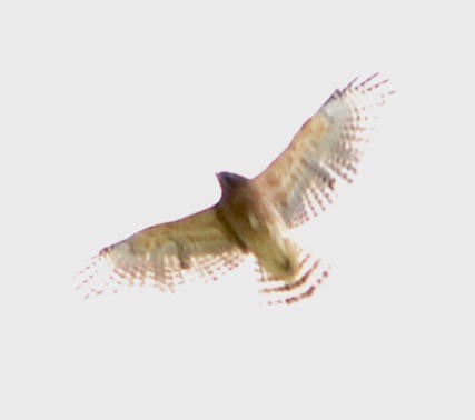 Red-shouldered/Broad-winged Hawk - Margaret Merar