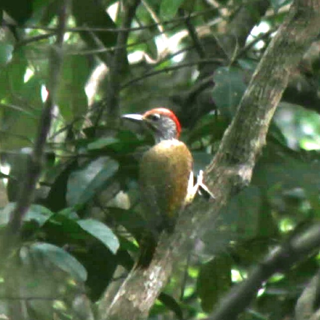 Mombasa Woodpecker - ML117015301