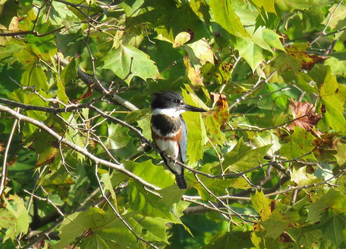 Belted Kingfisher - ML117016201