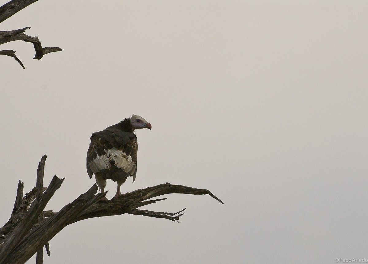White-headed Vulture - Francisco Ahedo Fernandez