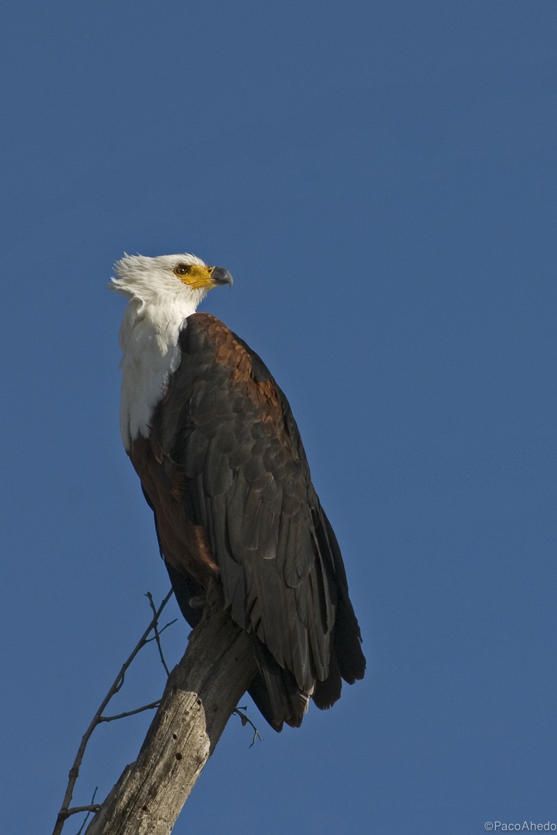 African Fish-Eagle - ML117019741