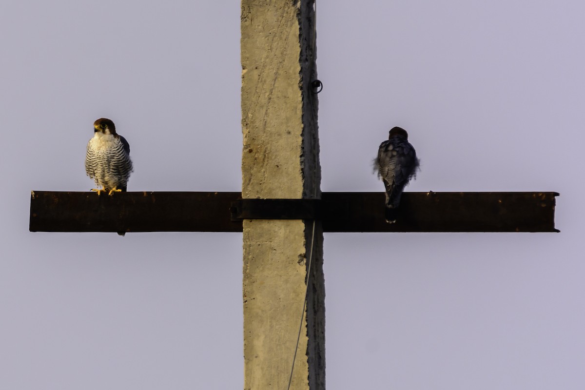 Red-necked Falcon - Ramesh Desai