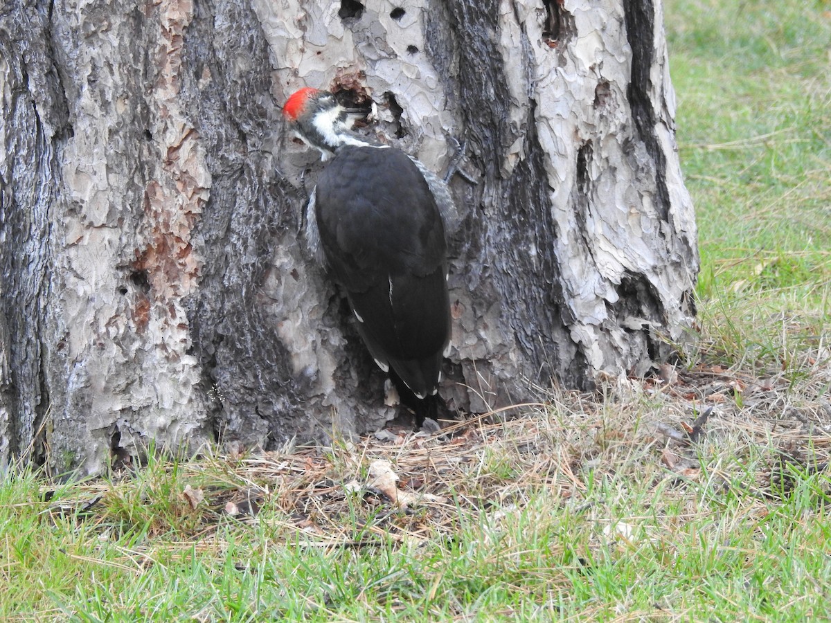 Pileated Woodpecker - Bill Blauvelt