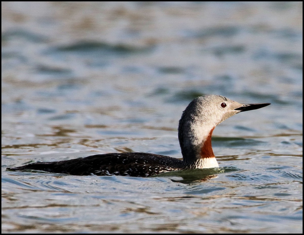 Red-throated Loon - ML117021961
