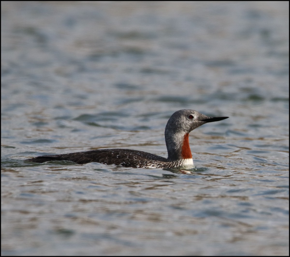 Red-throated Loon - ML117022001