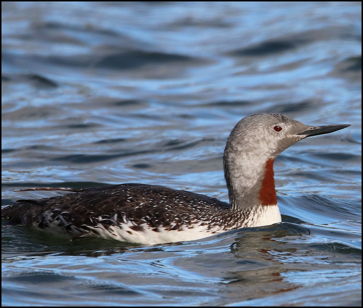 Red-throated Loon - ML117022131