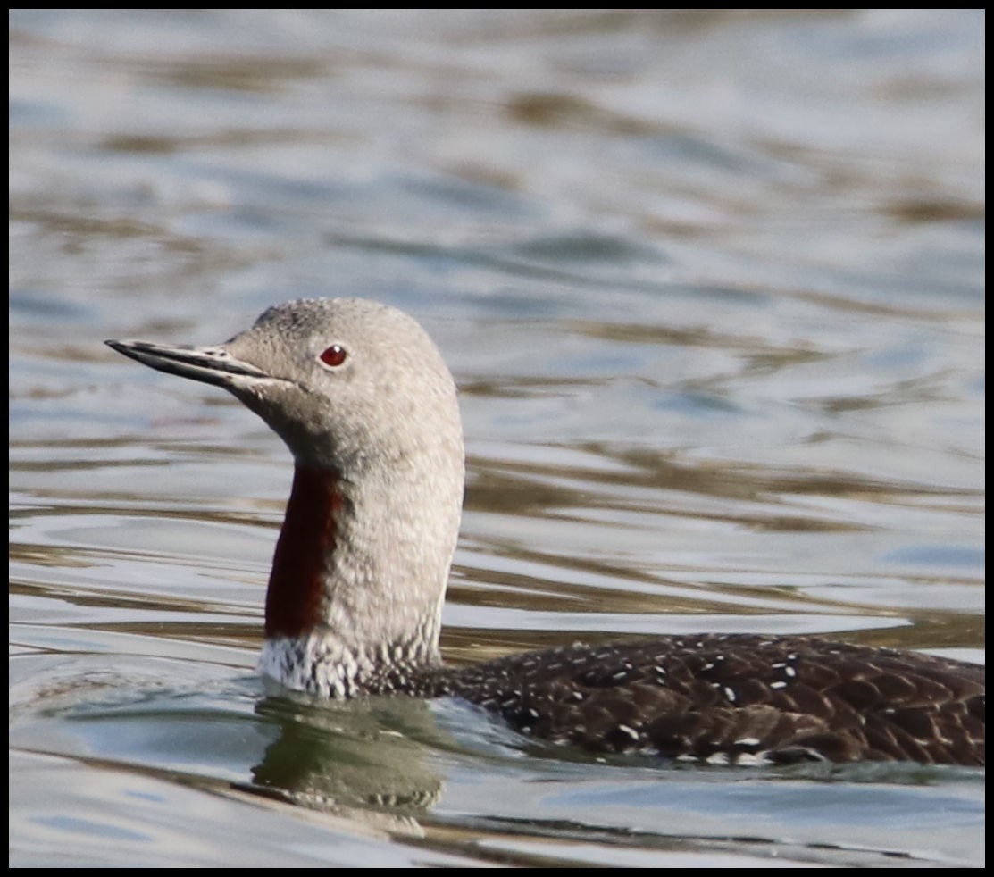 Red-throated Loon - ML117022171