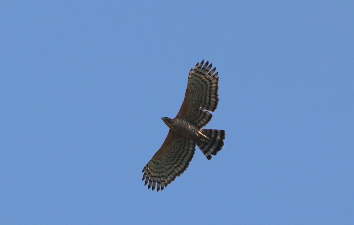 Legge's Hawk-Eagle - Vignesh Bhat