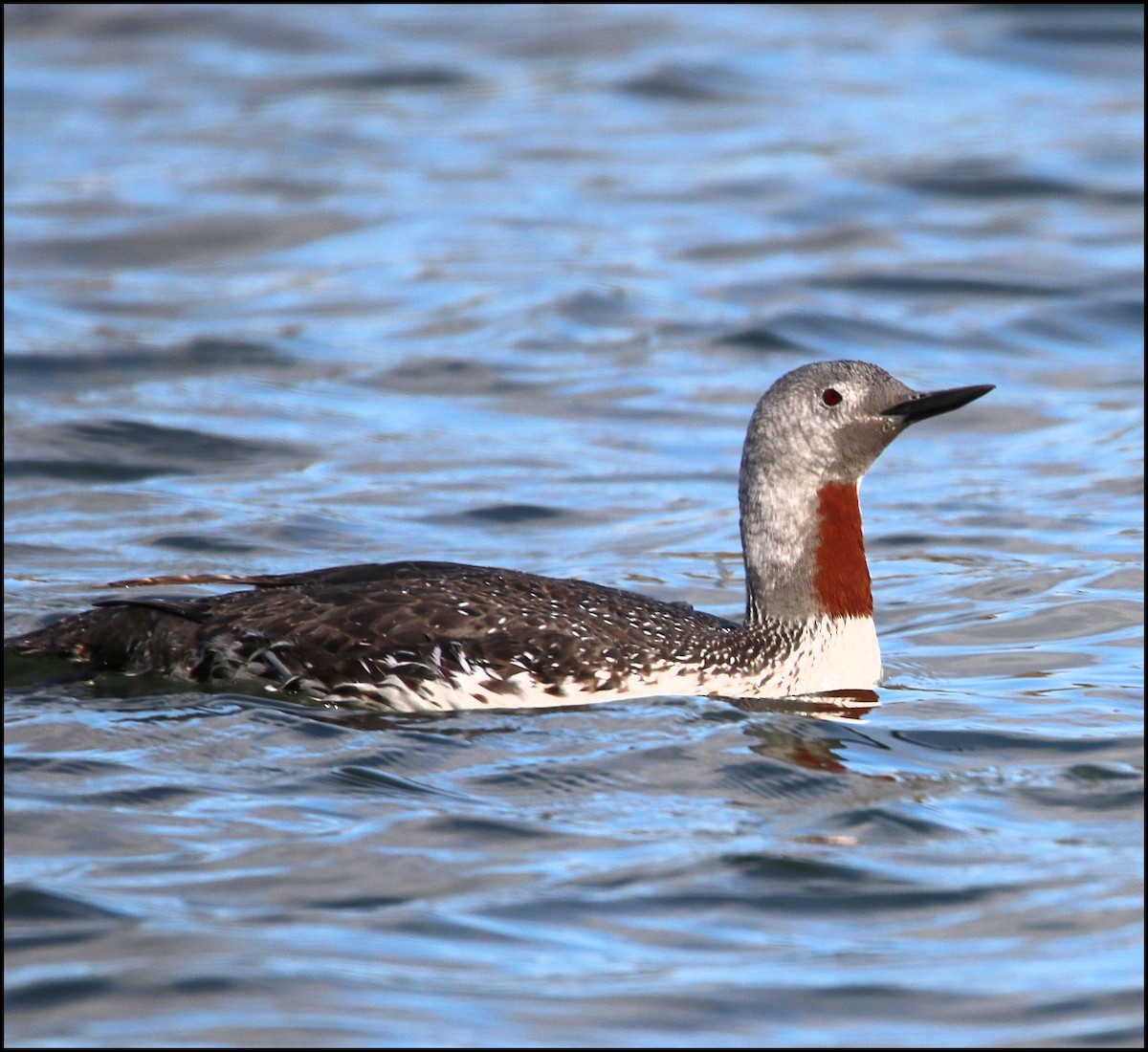 Red-throated Loon - ML117022861