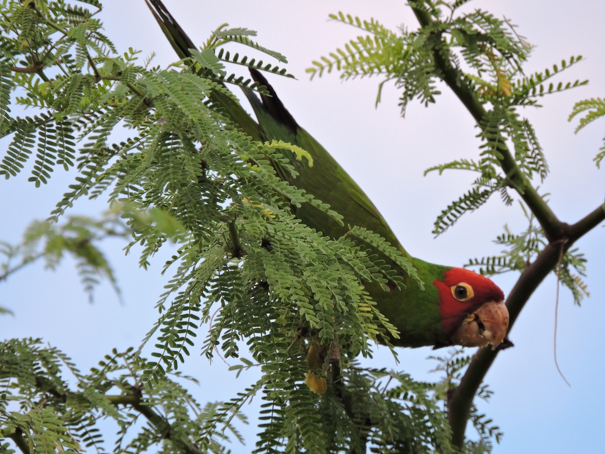 Red-masked Parakeet - Paul Mammenga
