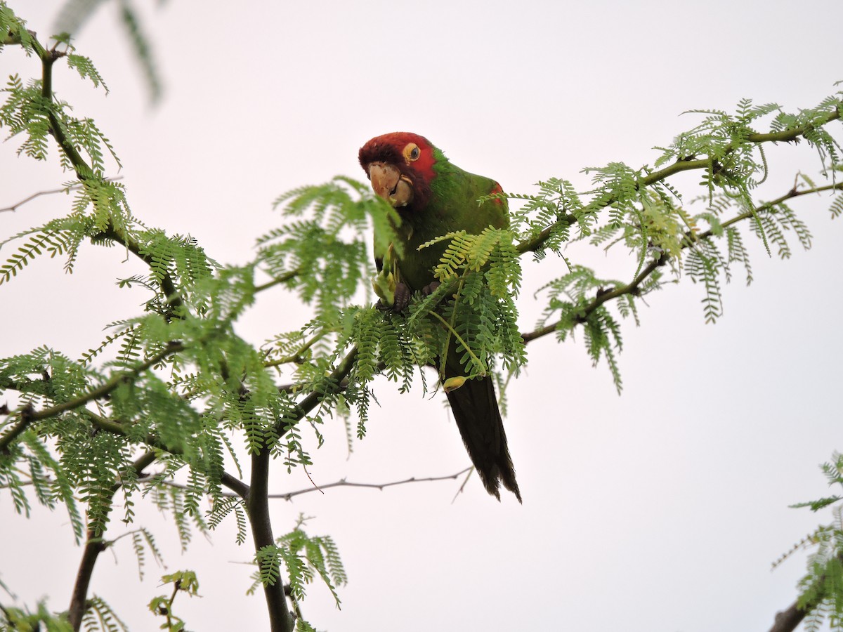 Red-masked Parakeet - ML117023671