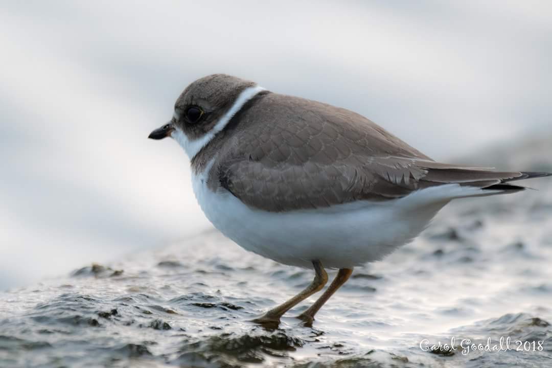 Semipalmated Plover - ML117024521