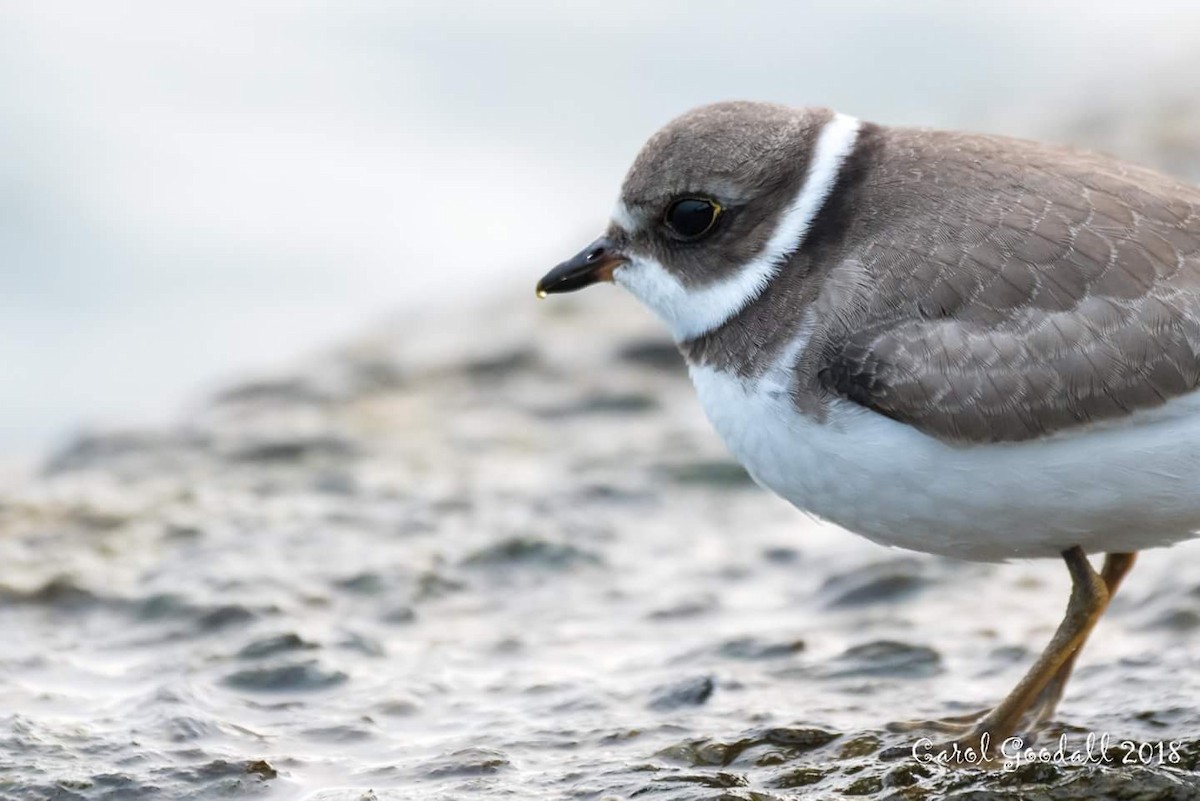 Semipalmated Plover - ML117024631