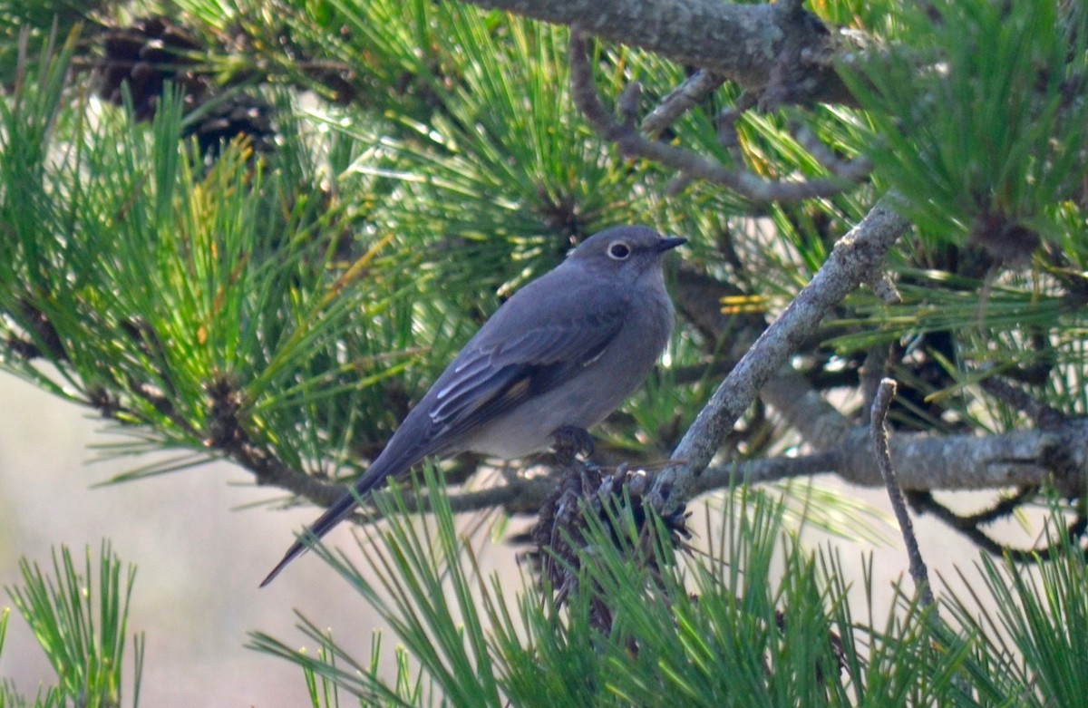 Townsend's Solitaire - Monomoy Bird Observatory