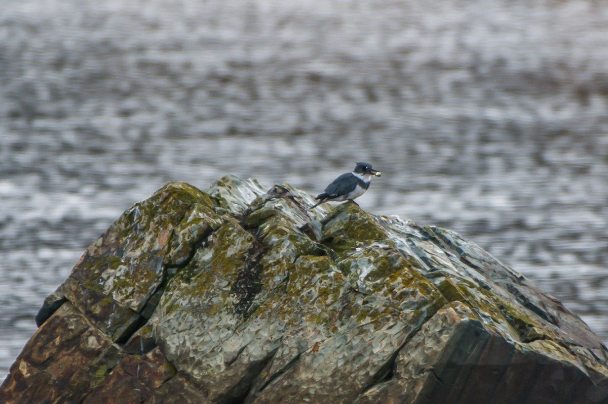 Belted Kingfisher - ML117028421