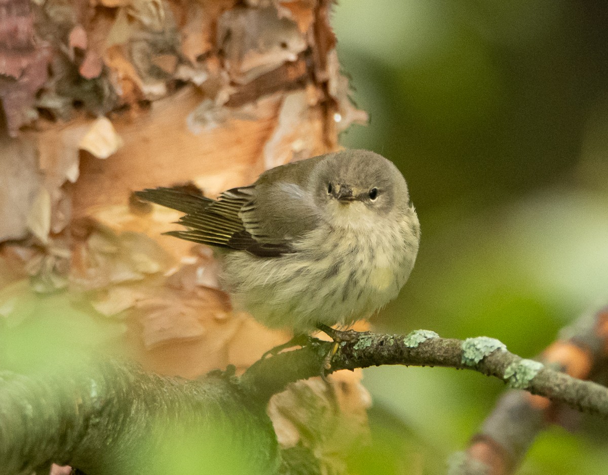 Cape May Warbler - ML117029901