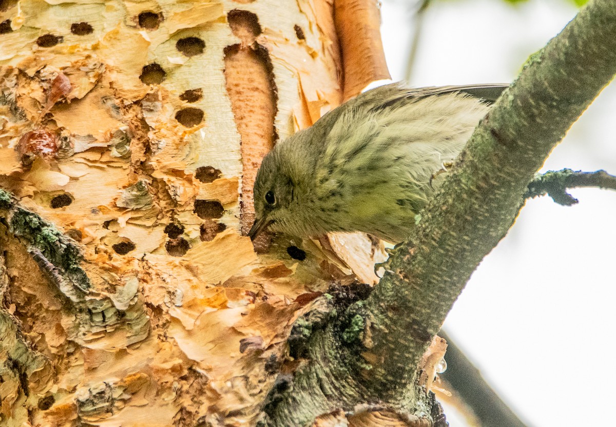 Cape May Warbler - ML117029921