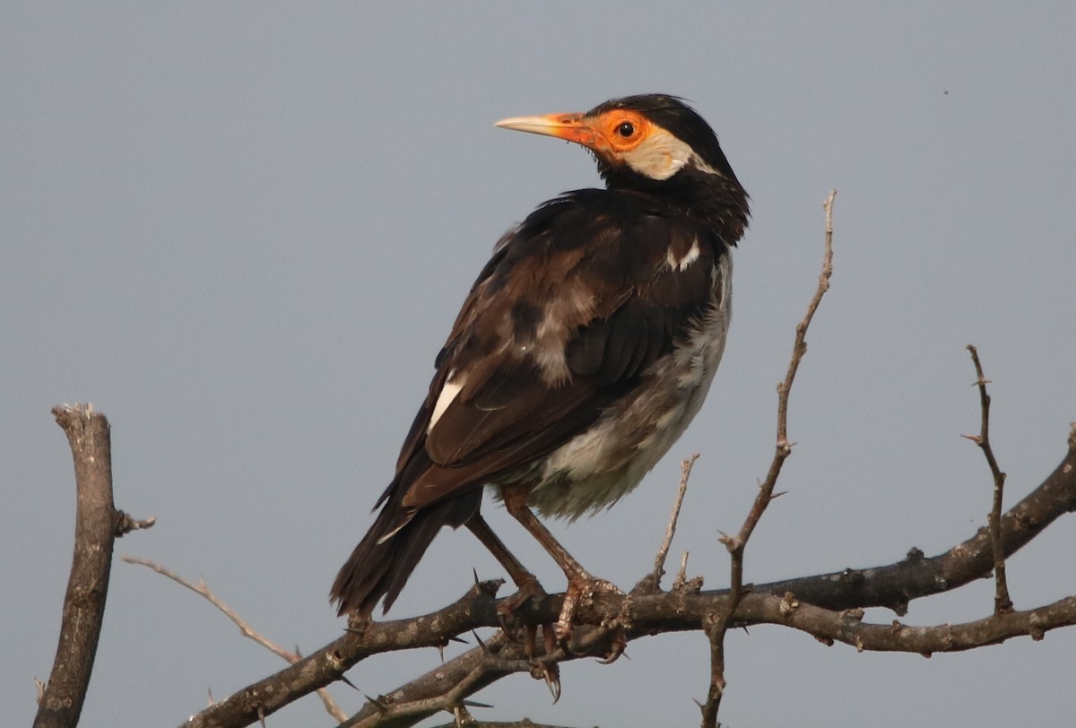 Asian Pied Starling - ML117030061