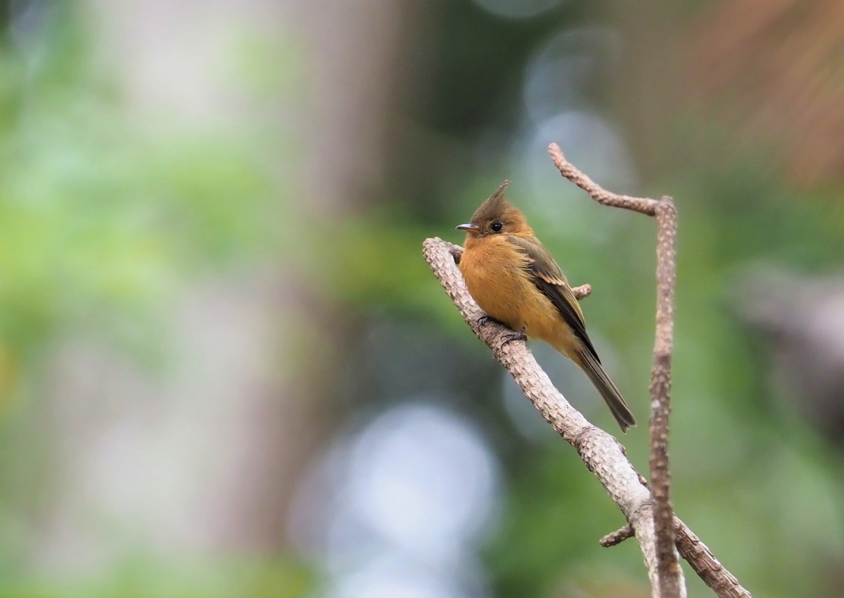 Tufted Flycatcher (Mexican) - ML117030191