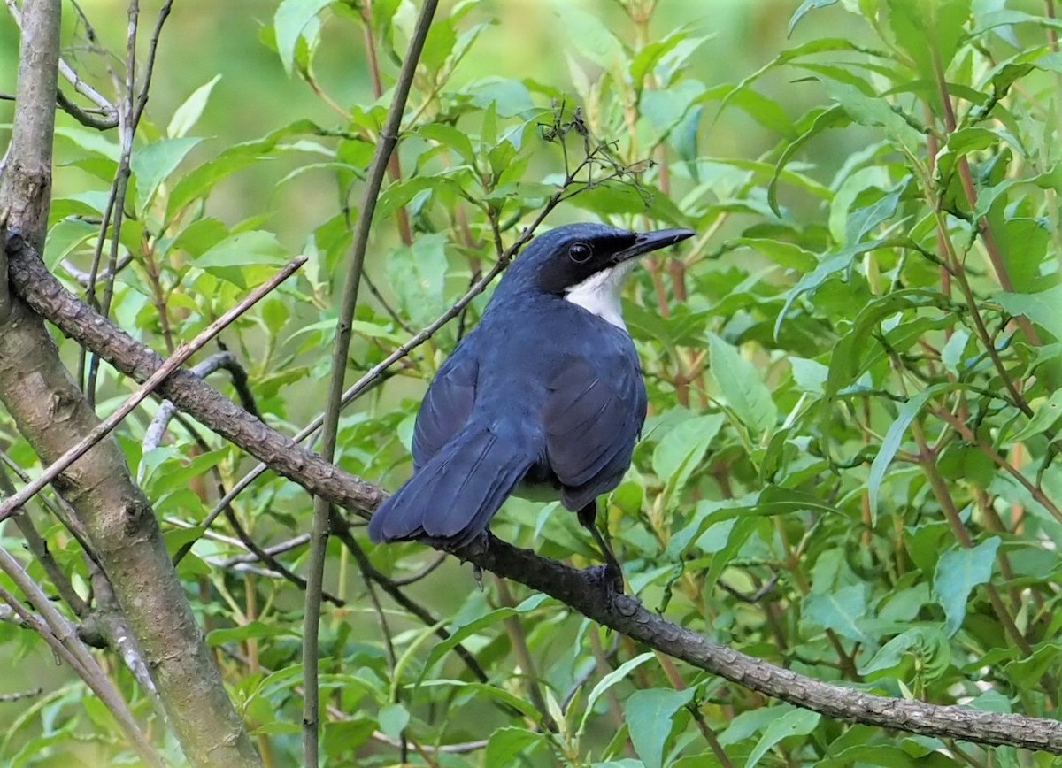 Blue-and-white Mockingbird - Daniel Aldana | Ornis Birding Expeditions