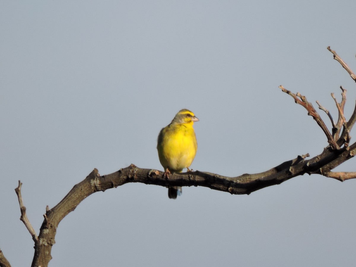Yellow-fronted Canary - ML117030361