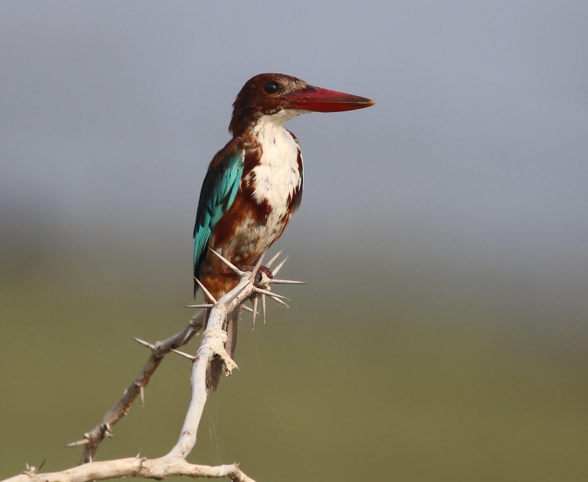 White-throated Kingfisher - Bhaarat Vyas