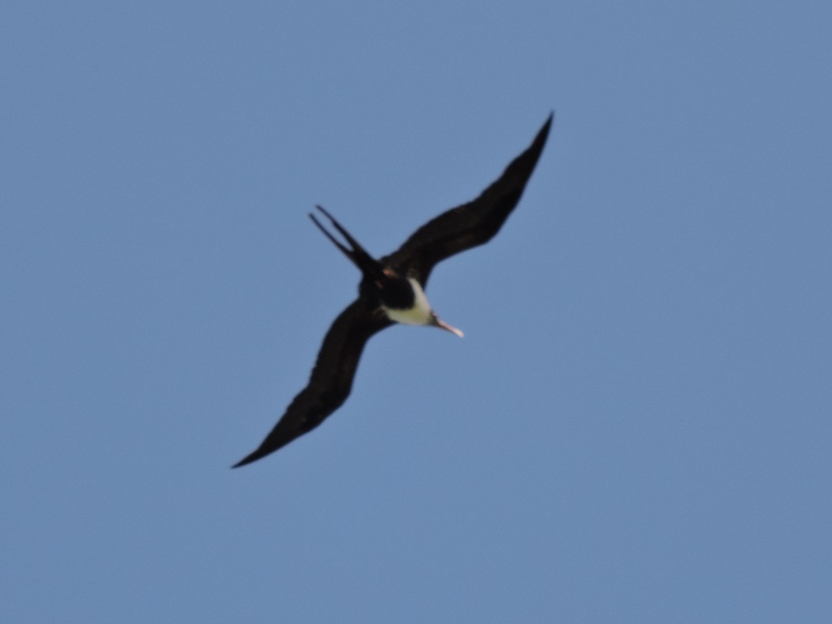 Great Frigatebird - Paul Mammenga