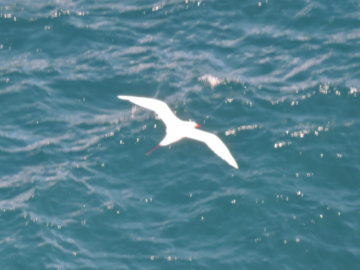 Red-tailed Tropicbird - ML117033331