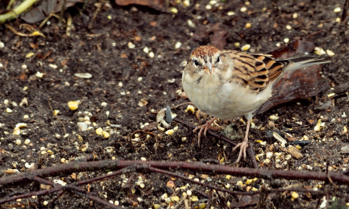Chipping Sparrow - Brad Heath
