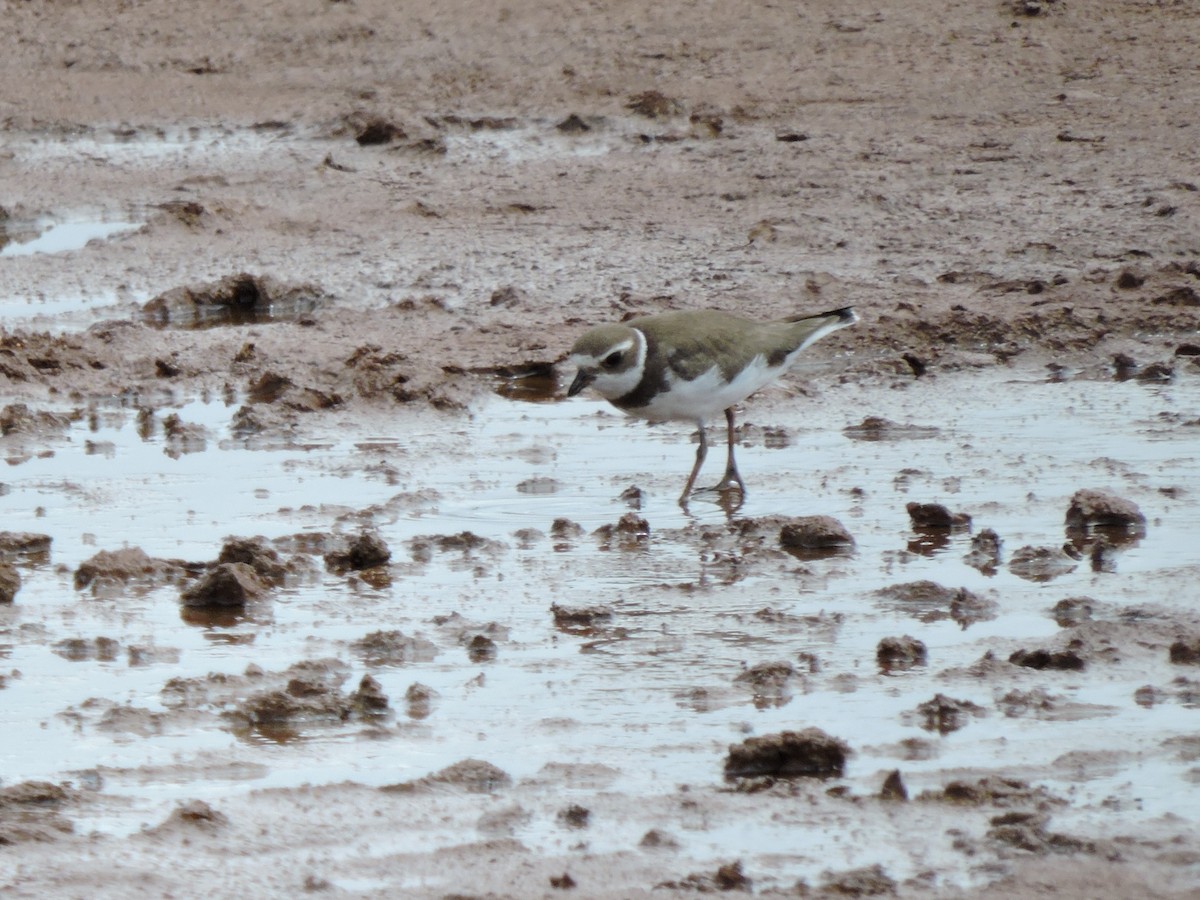 Semipalmated Plover - ML117040891
