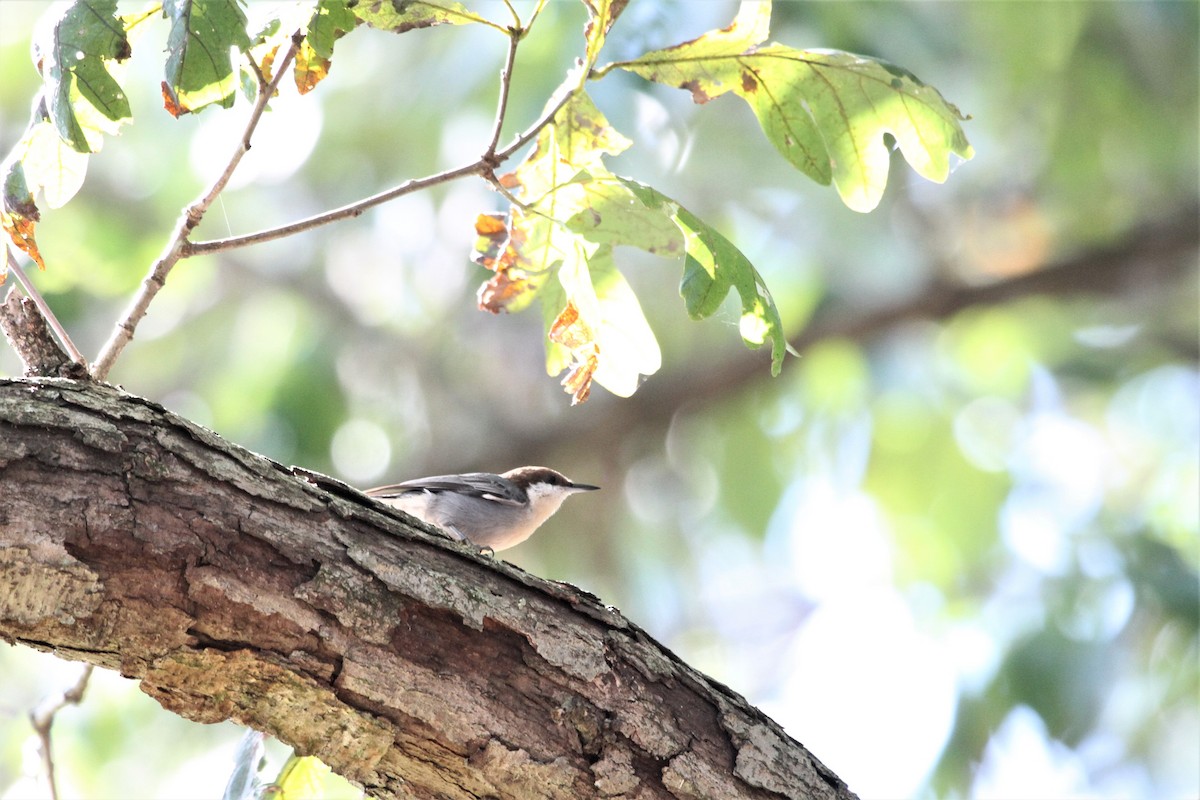 Brown-headed Nuthatch - ML117044571