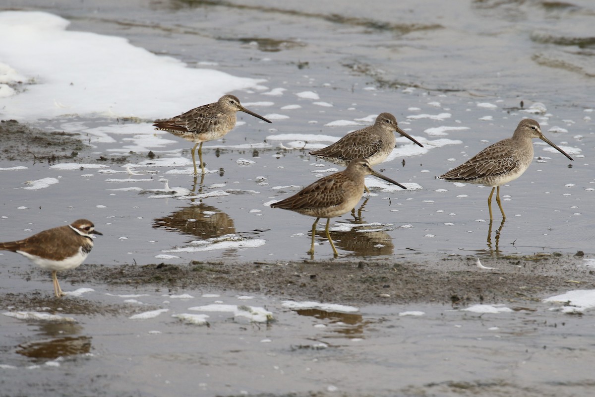 Long-billed Dowitcher - ML117048591