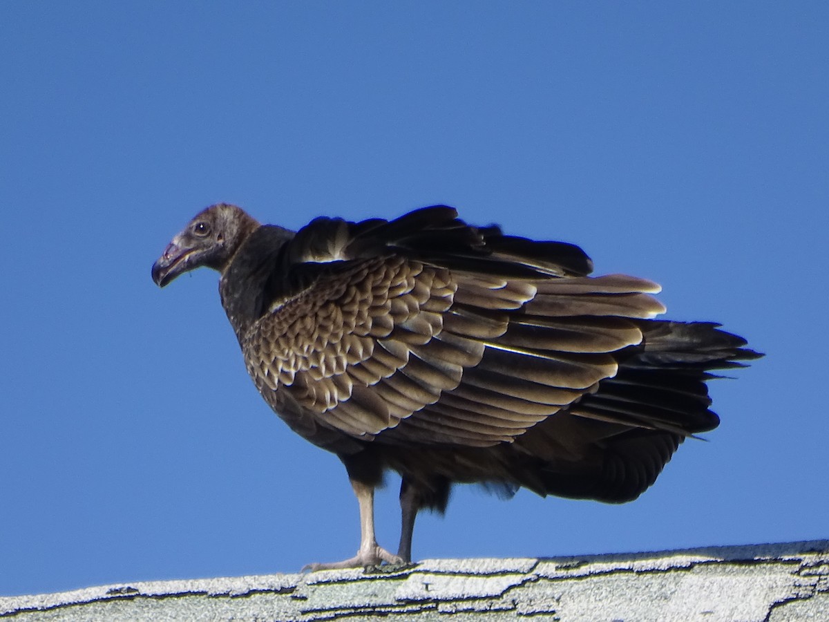 Turkey Vulture - ML117048931