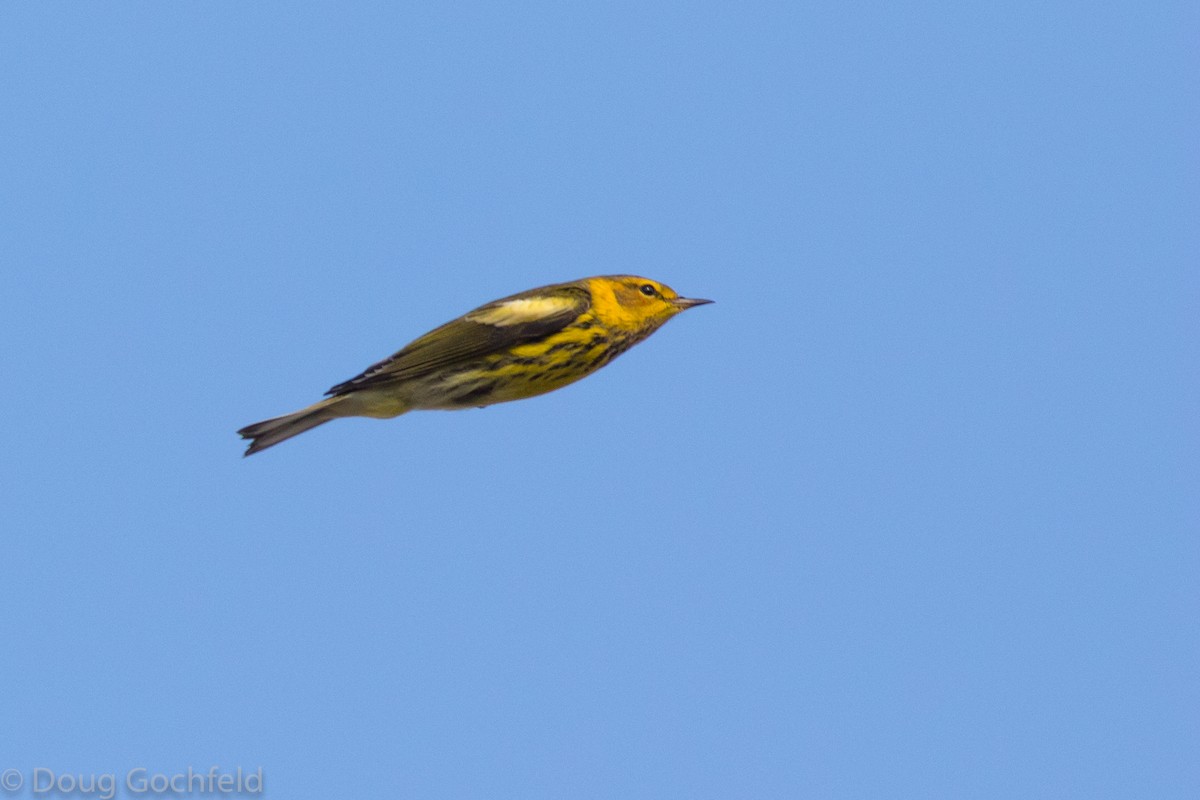 Cape May Warbler - ML117050001