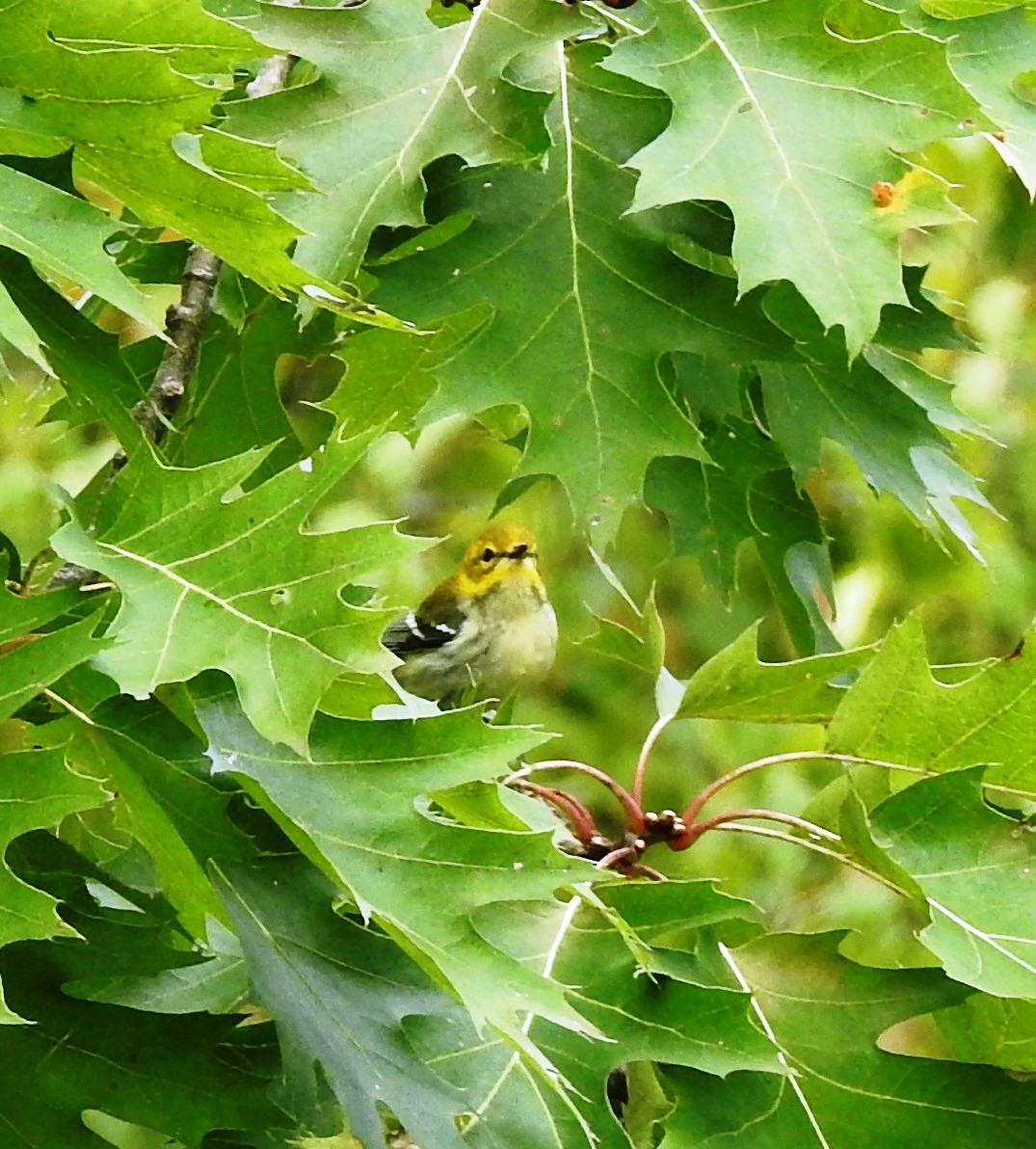 Black-throated Green Warbler - Bill Blauvelt