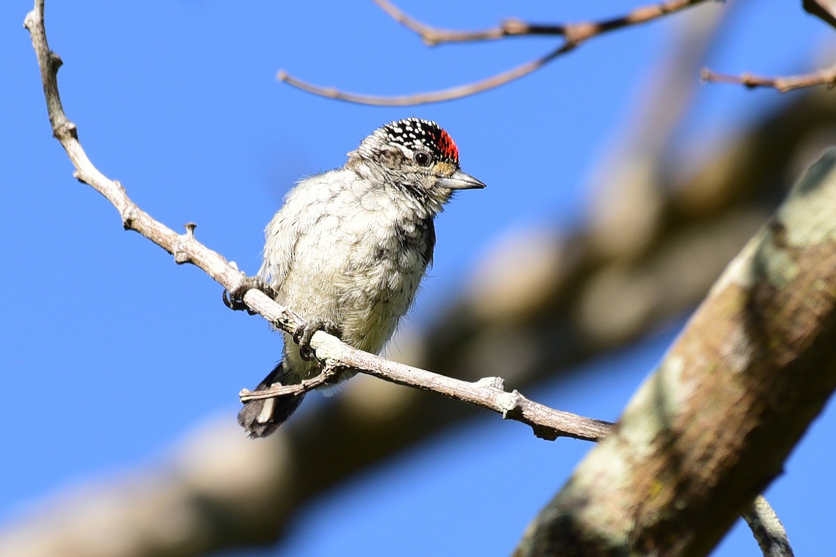 White-wedged Piculet - ML117054181