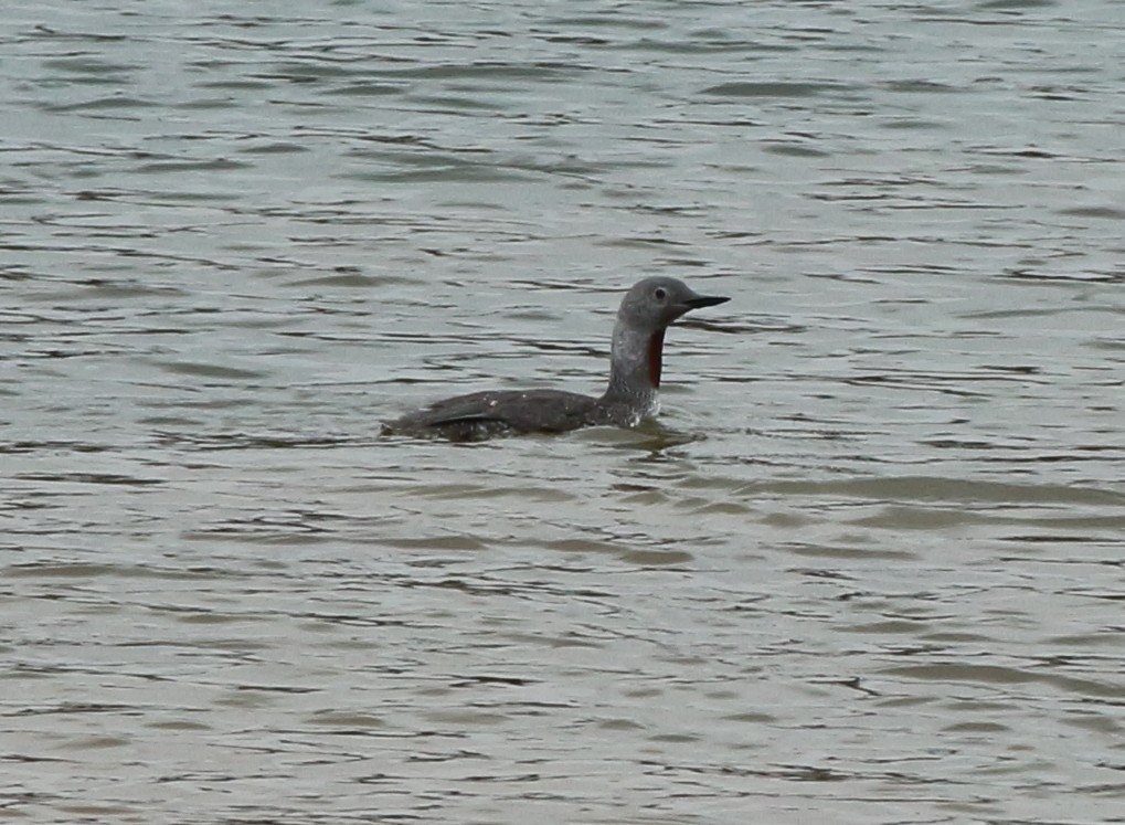 Red-throated Loon - ML117054431