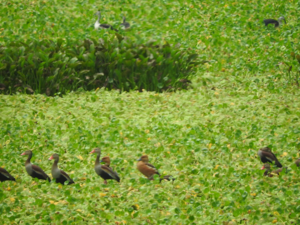 Fulvous Whistling-Duck - Agustin Carrasco