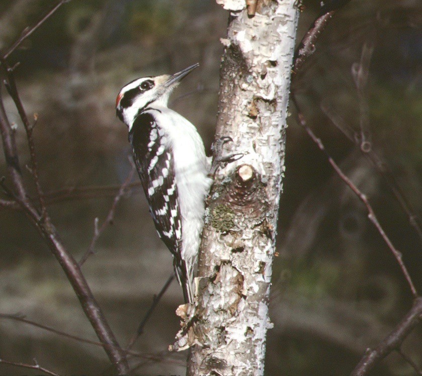 Hairy Woodpecker - ML117059101