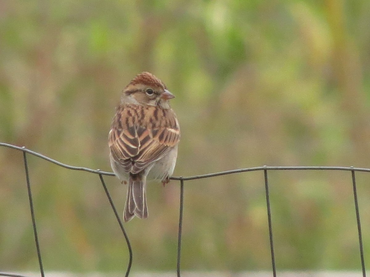 Chipping Sparrow - Bette Robo