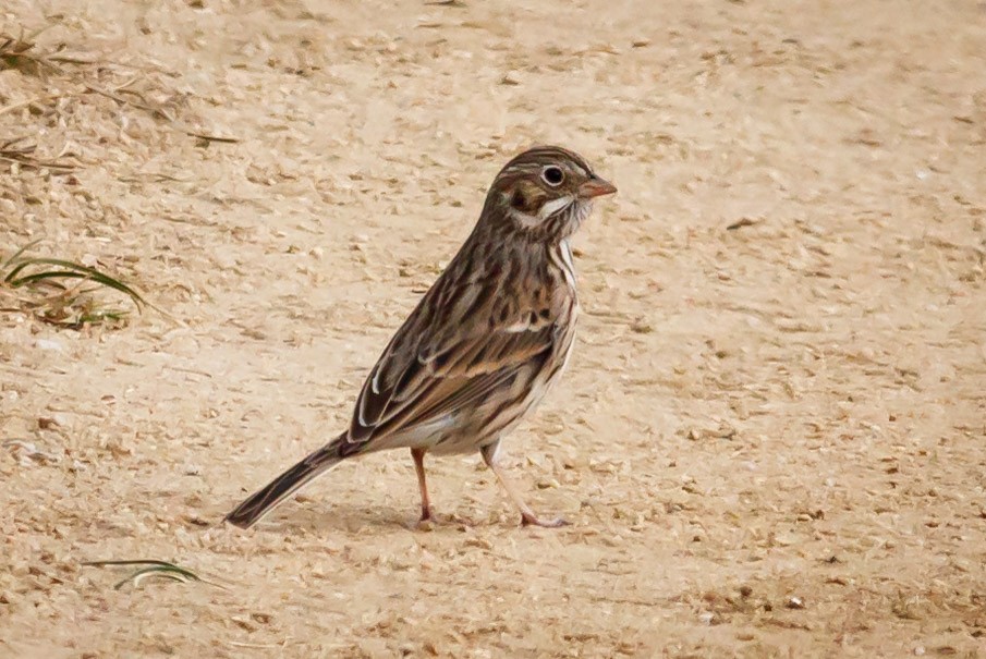 Vesper Sparrow - Carole Rose