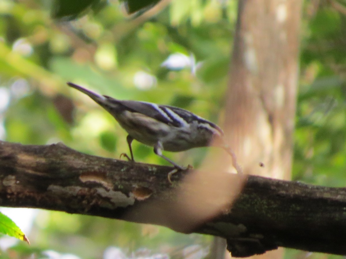 Black-and-white Warbler - Becky Lloyd