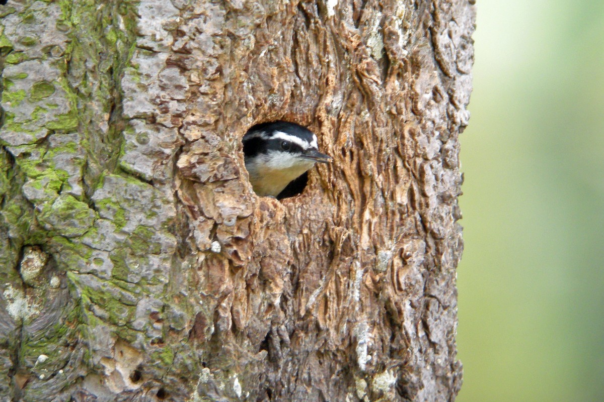 Red-breasted Nuthatch - Grace Oliver