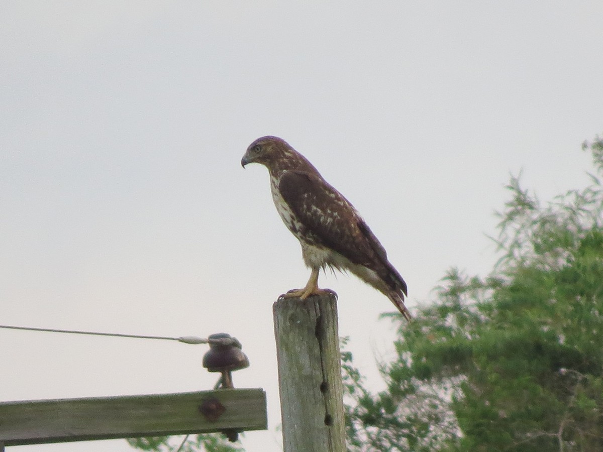 Red-tailed Hawk - ML117079281